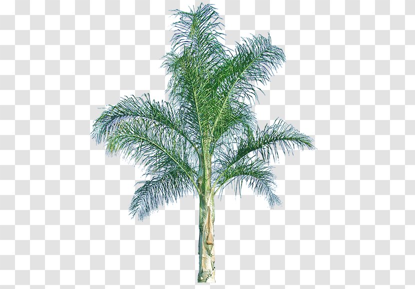Babassu Queen Palm Arecaceae Mexican Fan Howea Forsteriana - Elaeis - Date Transparent PNG