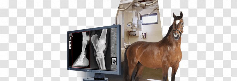 Horse Veterinarian Veterinary Medicine Digital Radiography - Rein Transparent PNG