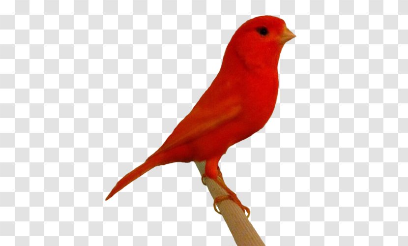 Domestic Canary Canarini Di Colore Finches Canarino Da Canto Russo Bird - Animal Husbandry Transparent PNG
