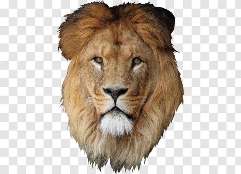 Lion Desktop Wallpaper Cecil - Big Five Game Transparent PNG