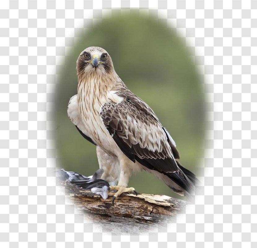 Red-backed Hawk Booted Eagle Falconiformes - Fauna Transparent PNG