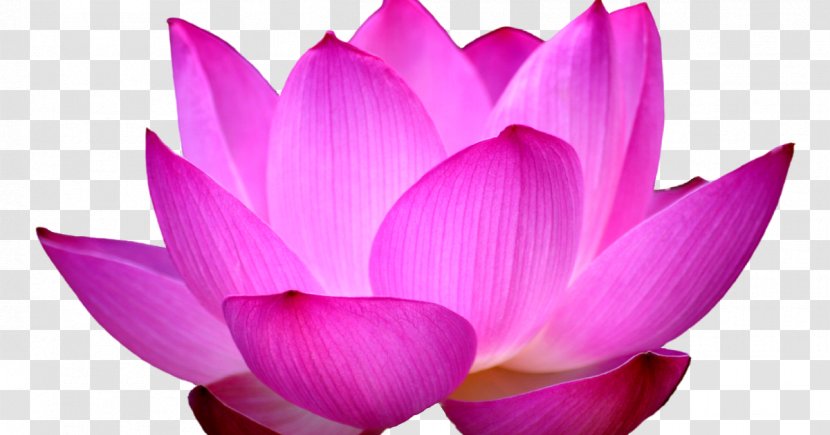 Sacred Lotus Clip Art Image Desktop Wallpaper - Violet - Flower Transparent PNG