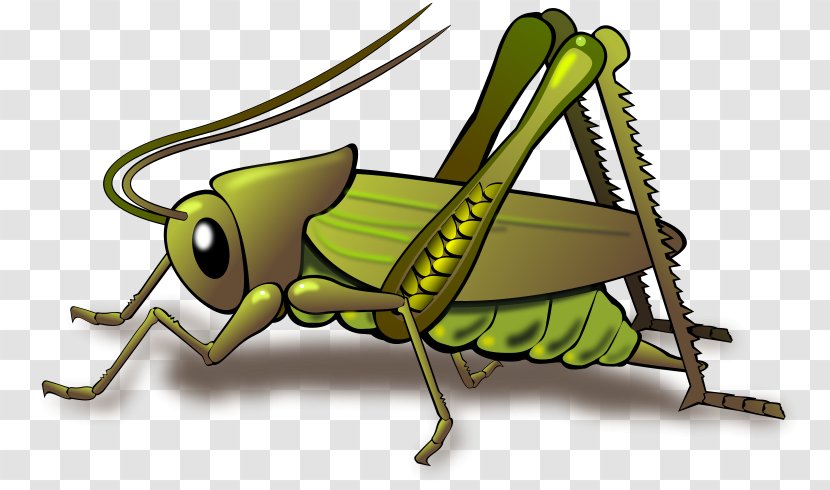 Cricket Grasshopper Insect Clip Art - Dead Insects Cliparts Transparent PNG