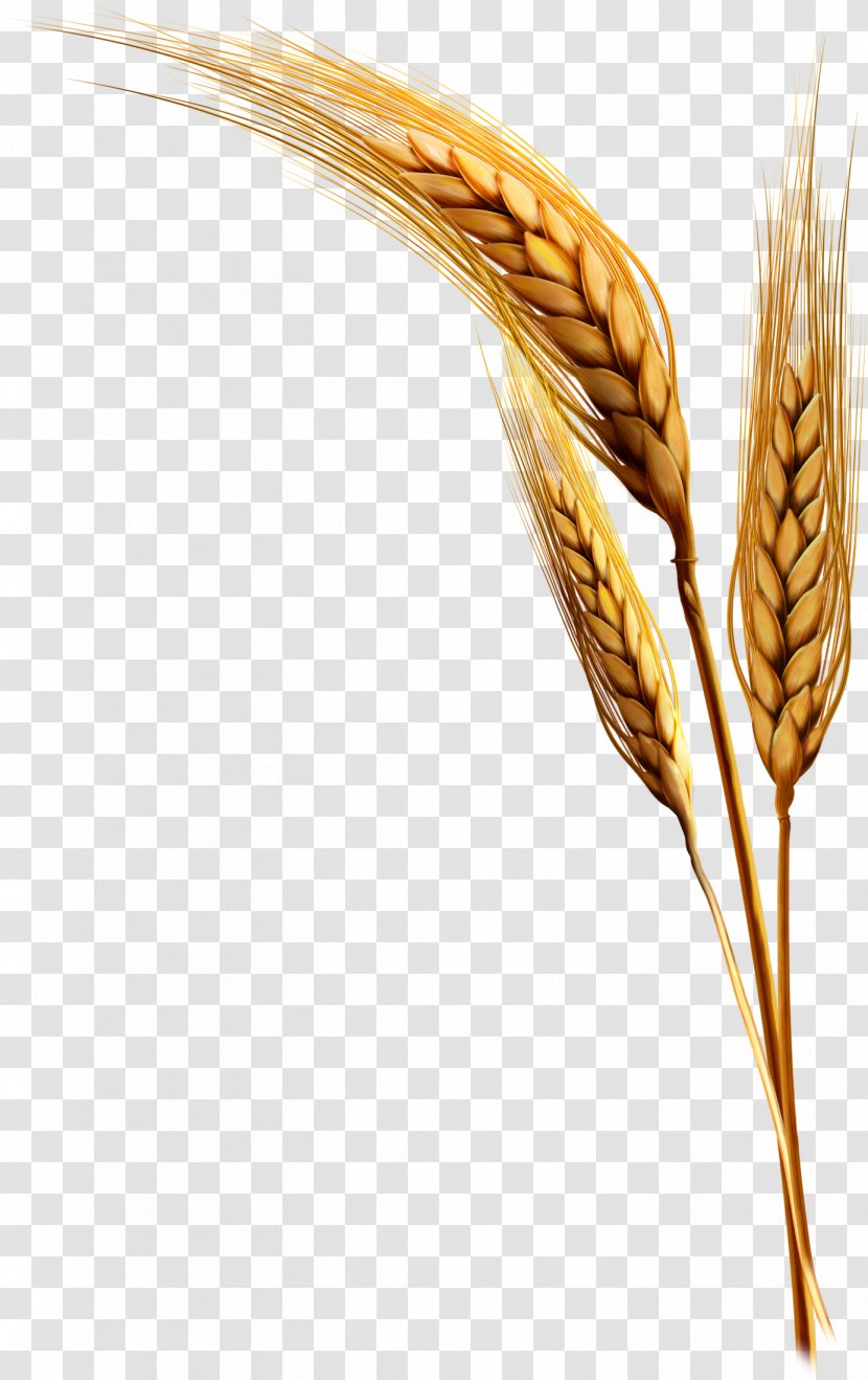Emmer Einkorn Wheat Durum - Food Grain - Plant Material Free To Pull Transparent PNG