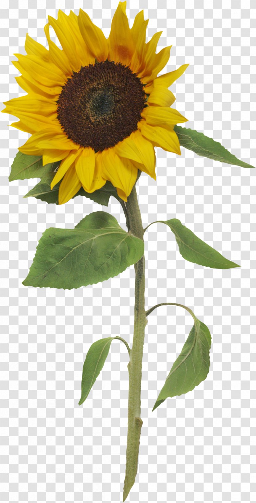 Common Sunflower Creating Time: Using Creativity To Reinvent The Clock And Reclaim Your Life Clip Art Transparent PNG