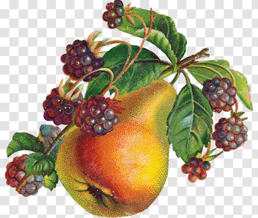 Photography Fruit Still Life Food Clip Art - Gimp - Frutas Transparent PNG