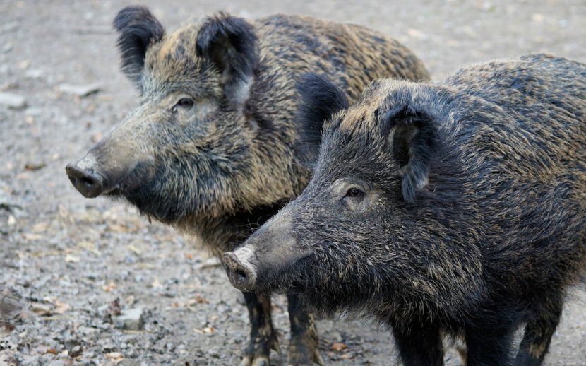 Wild Boar Hunting Pig Farming African Swine Fever - Biggame Transparent PNG