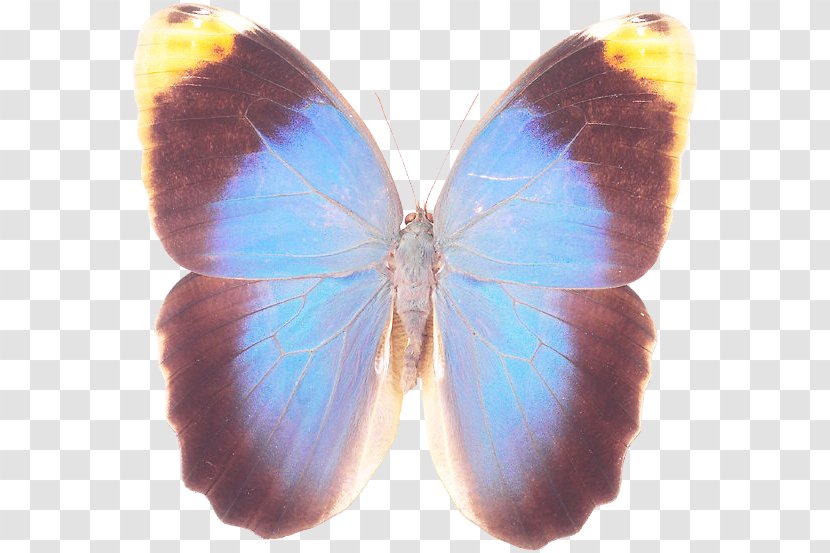 Brush-footed Butterflies Gossamer-winged Butterfly Symmetry Microsoft Azure - Brush Footed Transparent PNG