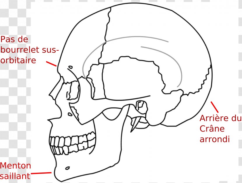 Ossification Temporal Muscle Sphenoid Bone Chin - Heart - Skull Transparent PNG