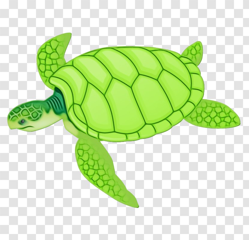 Sea Turtle Green Tortoise - Hawksbill - Reptile Transparent PNG