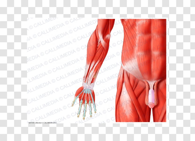 Forearm Muscle Human Anatomy Muscular System - Cartoon - Arm Transparent PNG