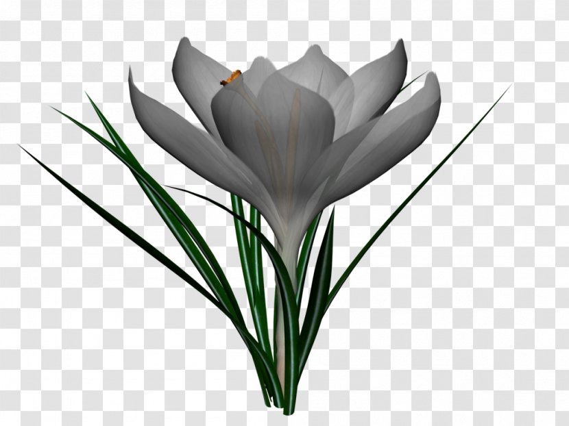 Tulip Flower - Crocus Transparent PNG