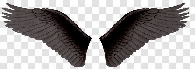 Editing - Photoscape - Wing Transparent PNG