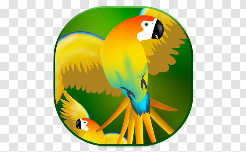Macaw Parrot Beak Toucan Yellow Transparent PNG