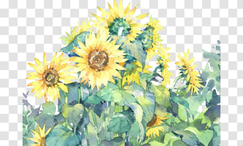 Common Sunflower Illustration - Paint - Sunflowers Transparent PNG
