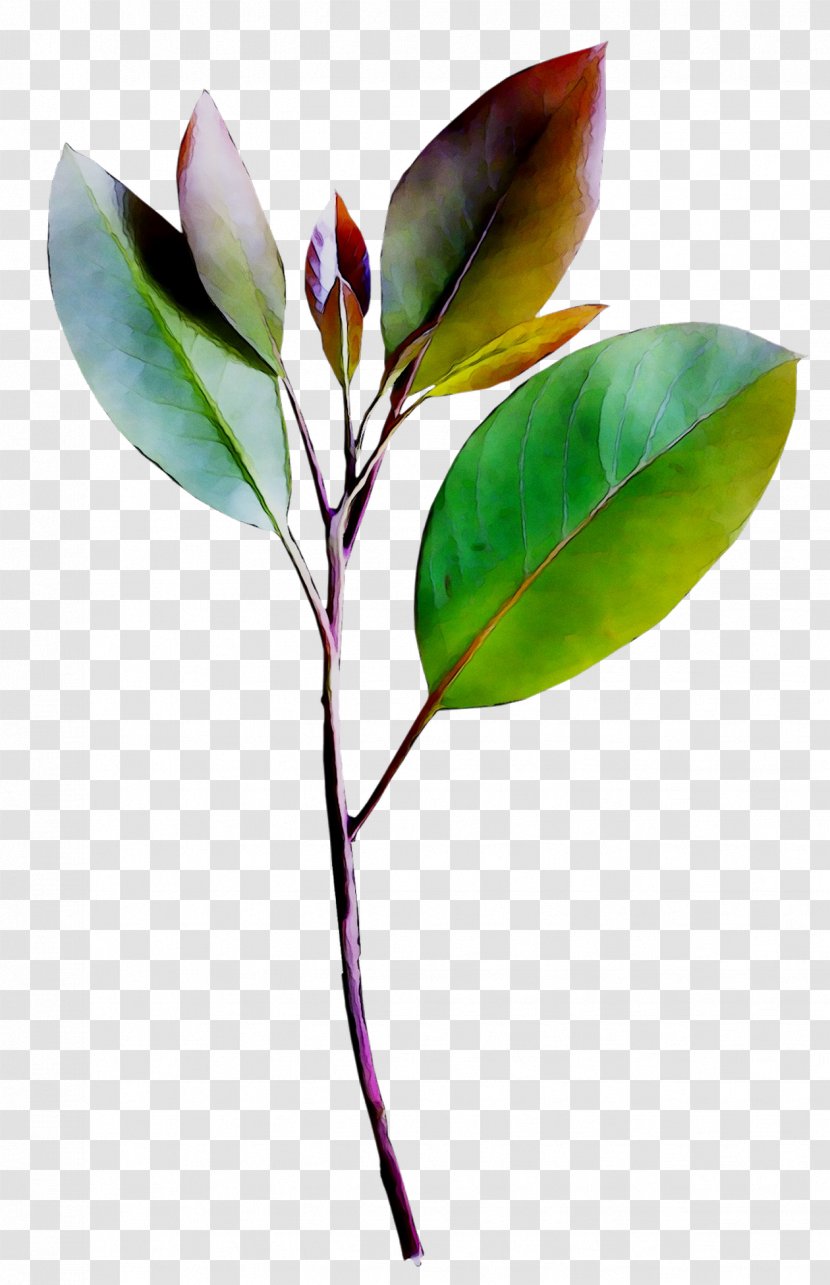 Leaf Plant Stem Branching - Botany Transparent PNG