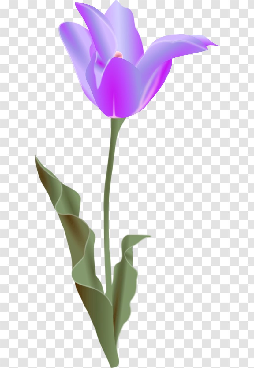 Tulip Free Content Flower Clip Art - Seed Plant - Pictures Transparent PNG