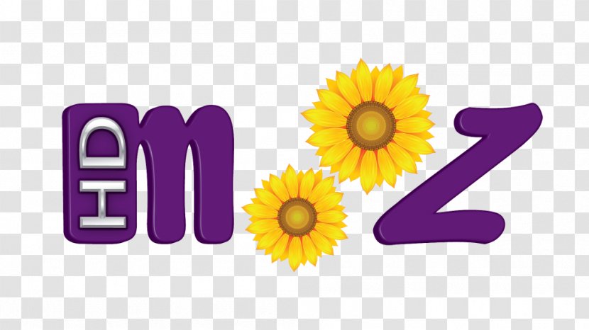 Common Sunflower Mooz HD Dance Logo Transvaal Daisy - Family - Vara Transparent PNG