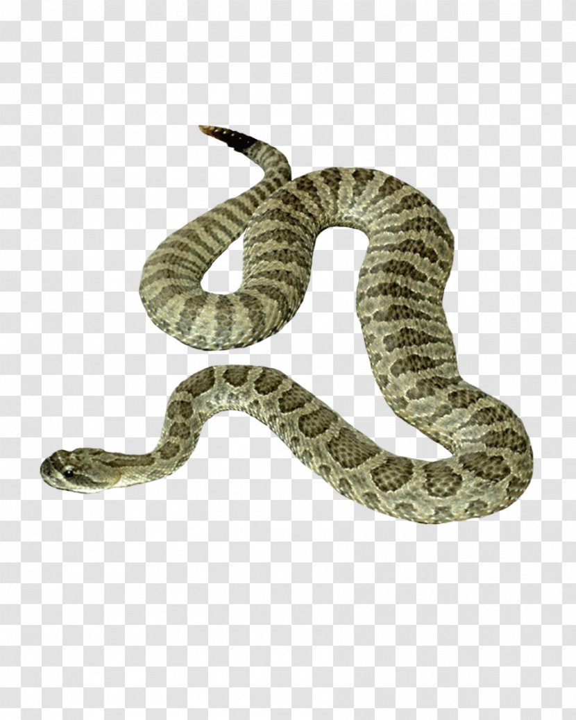 Snake - Reptile - Image Picture Download Transparent PNG