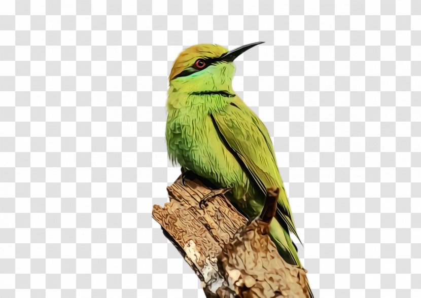 Hummingbird - Wildlife - Perching Bird Woodpecker Transparent PNG