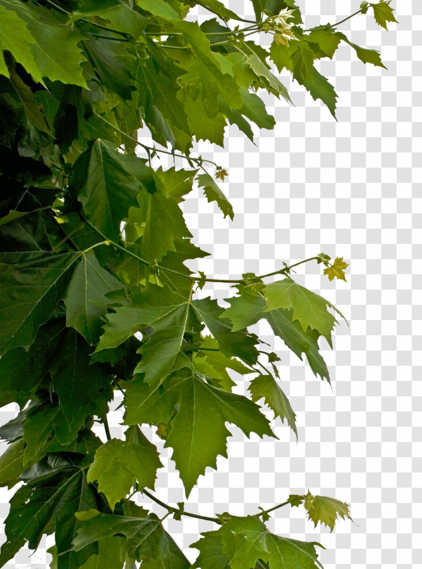 Leaf Clip Art - Maple Tree Transparent PNG