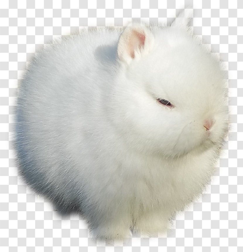 Angora Rabbit Stoat Domestic Polish Dwarf Transparent PNG