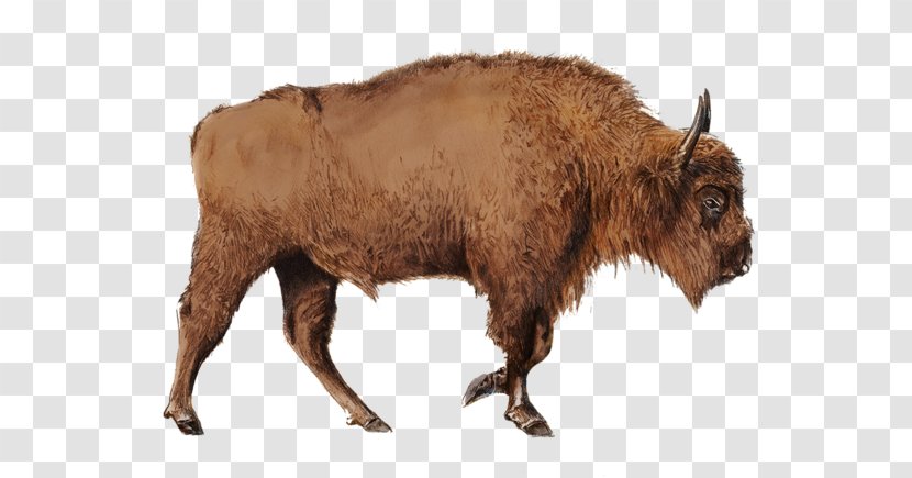 Bison Cattle Horn Bull Terrestrial Animal - Like Mammal - Bonasus Transparent PNG