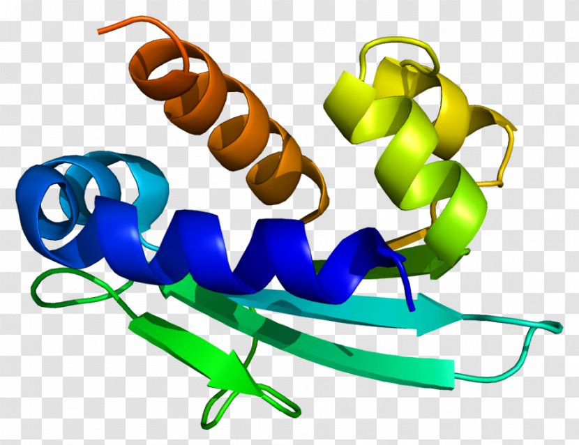HSD17B4 Interleukin-7 Receptor Peroxisome 17β-Hydroxysteroid Dehydrogenase Protein - Artwork - Organism Transparent PNG
