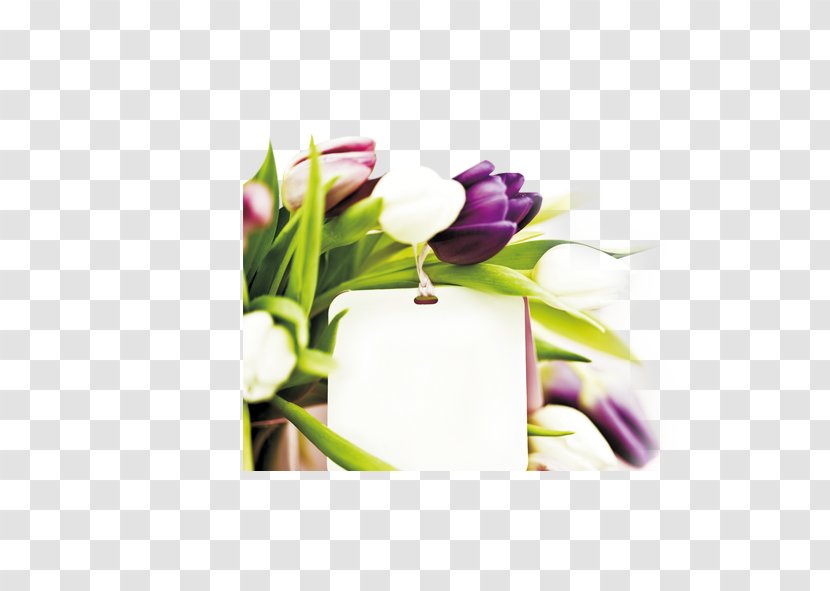 Mother's Day Gift Kybele, Inc. Father's - Mother - Tulip Transparent PNG