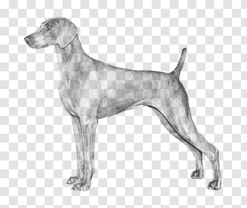 The Weimaraner Labrador Retriever German Shorthaired Pointer Dog Breed - Chippiparai - Pointing Transparent PNG
