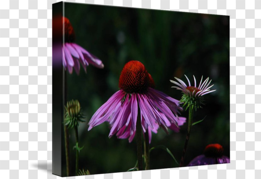 Coneflower Wildflower - Flower - Purple Transparent PNG