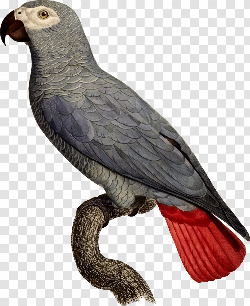 Grey Parrot Bird Illustration Clip Art Parrots Transparent PNG