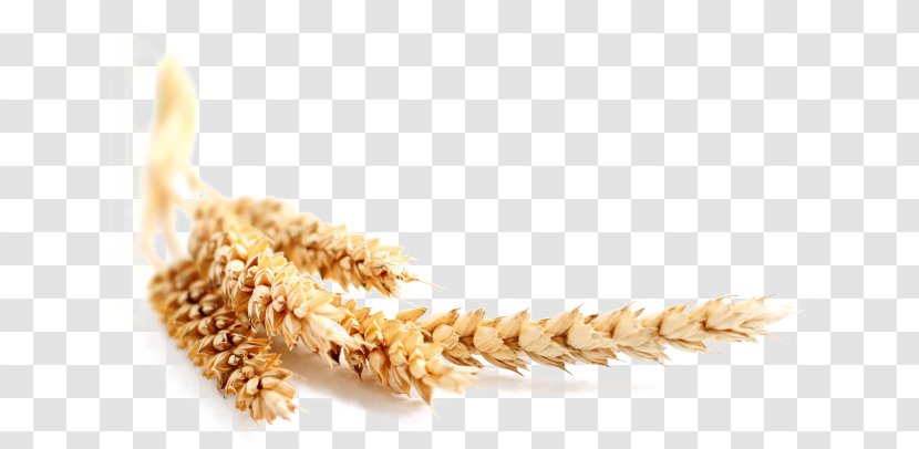 Common Wheat Maize Cereal Bran Oat - Rice Transparent PNG