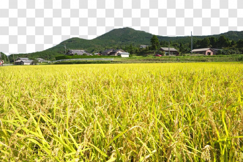 Download Icon - Grassland - Harvested Rice Fields Transparent PNG