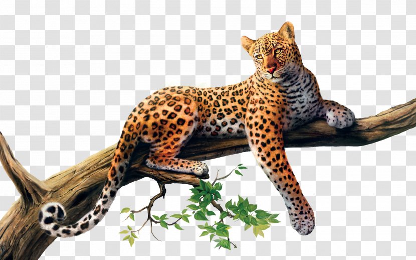 African Leopard Cheetah Tree Drawing Desktop Wallpaper - Jaguar Transparent PNG