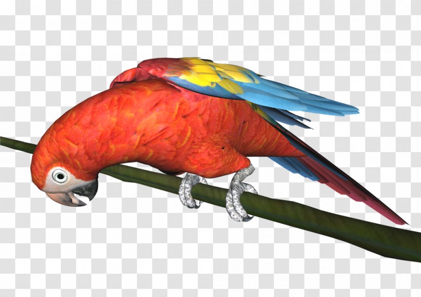 Macaw Parrot Bird Perroquet Loriini Transparent PNG