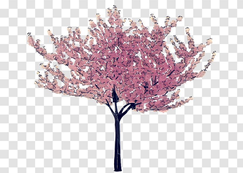 Cherry Blossom Tree Drawing - Cut Flowers - Redbud Twig Transparent PNG