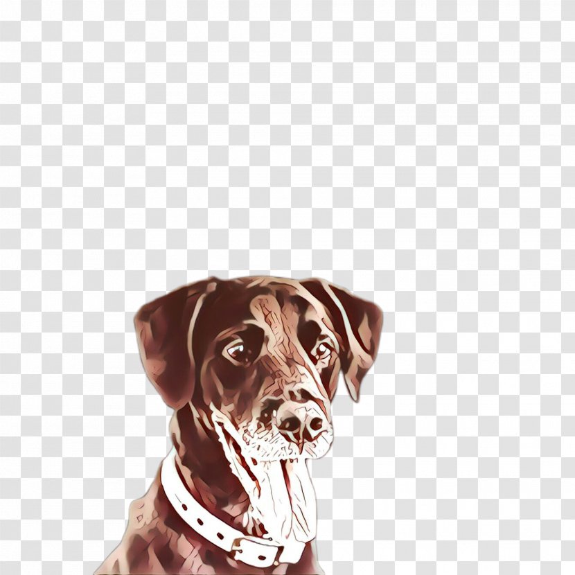 Dog Breed Labrador Retriever Sporting Group Collar - Vizsla Pointer Transparent PNG
