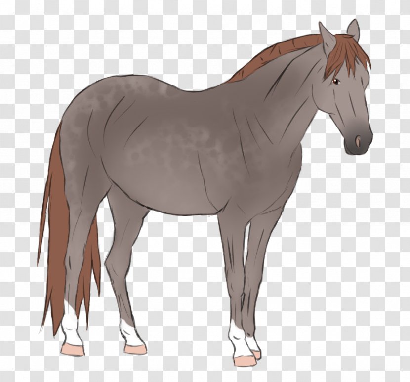 Foal Mare Stallion Colt Mustang Transparent PNG