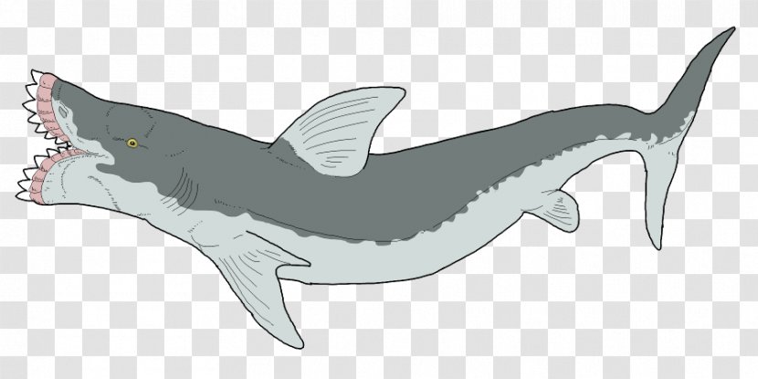 Requiem Sharks Edestus Helicoprion Cartilaginous Fishes - Animal - Wallpaper With Human Teeth Transparent PNG