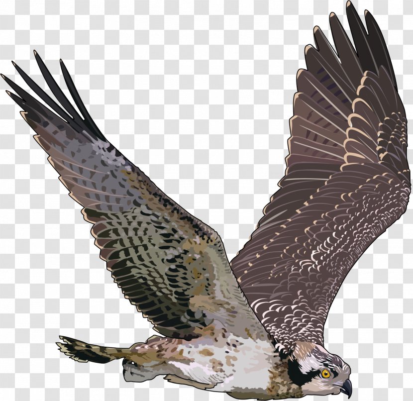 Bird Clip Art - Falcon Transparent PNG