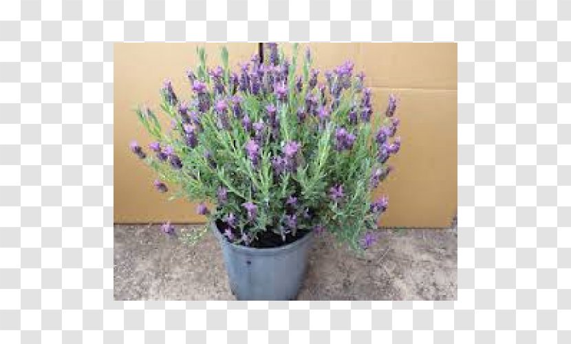 English Lavender French Lavandula Dentata Plant Shrub Transparent PNG