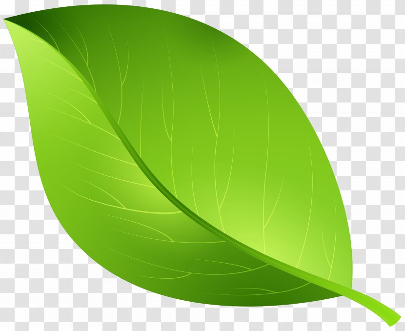 Leaf Clip Art - Stock Photography - Green Leaves Transparent PNG