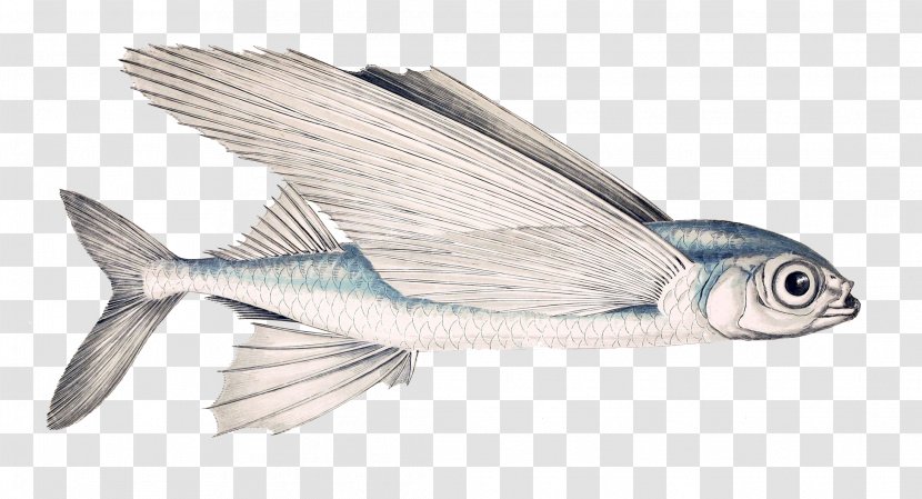 Exocoetus Volitans Fish Subtropics Obtusirostris Genus - Winged Transparent PNG