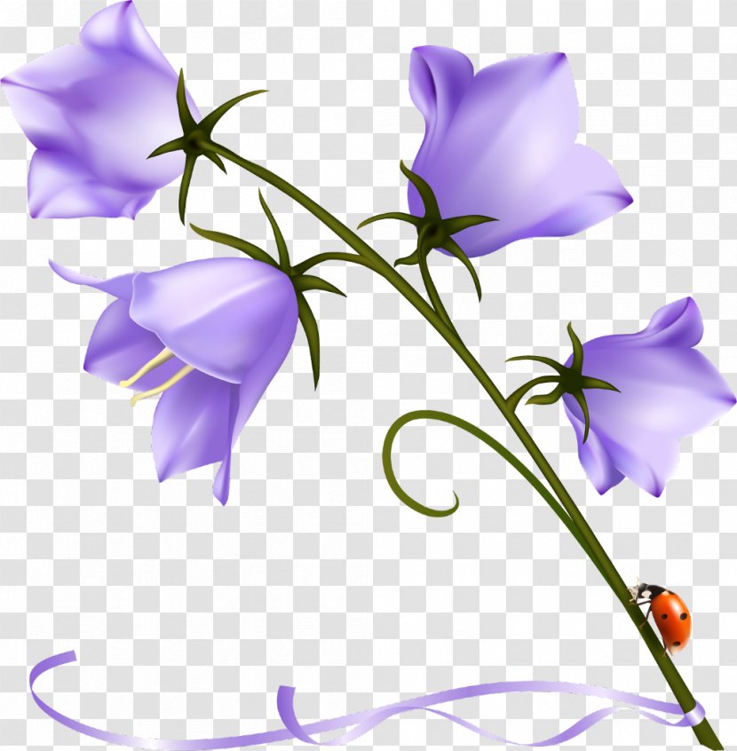 Harebell Clip Art Bellflower Family Desktop Wallpaper - Flower - Summer Flowers Clipart Purple Transparent PNG