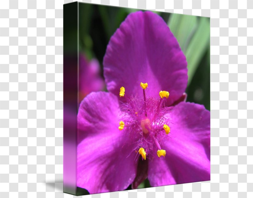 Annual Plant Herbaceous Close-up Wildflower - Magenta - Pink Bee Transparent PNG