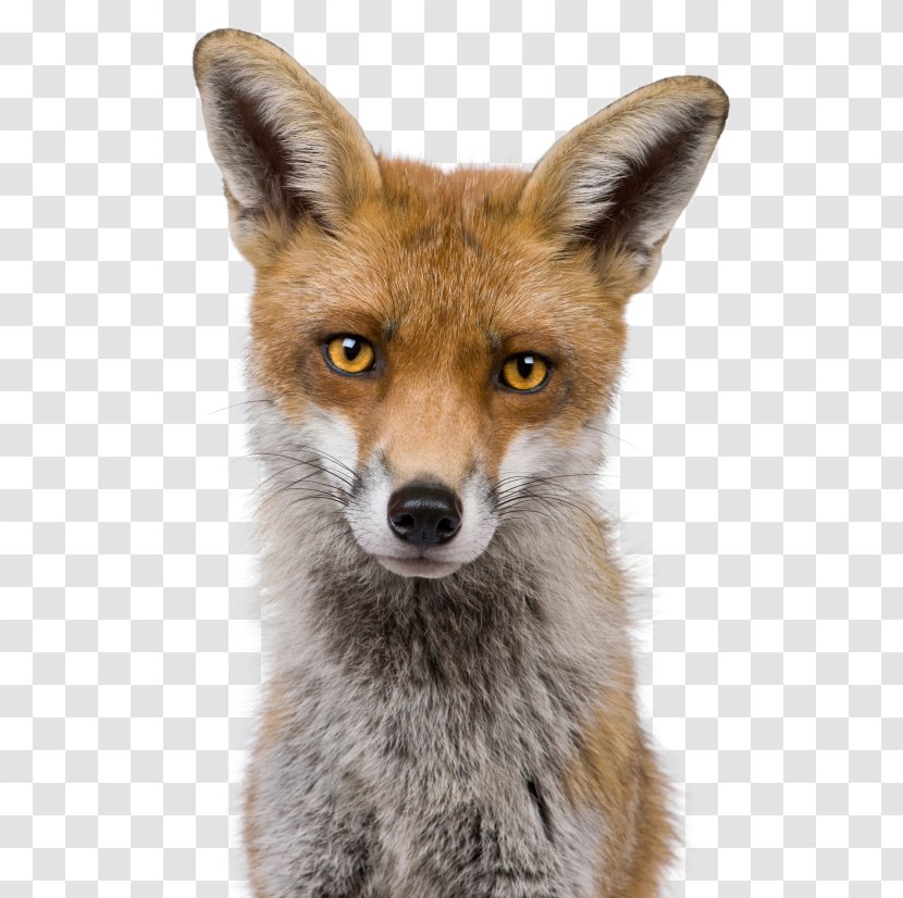 Red Fox Kit Head Shot Stock Photography - Wildlife Transparent PNG