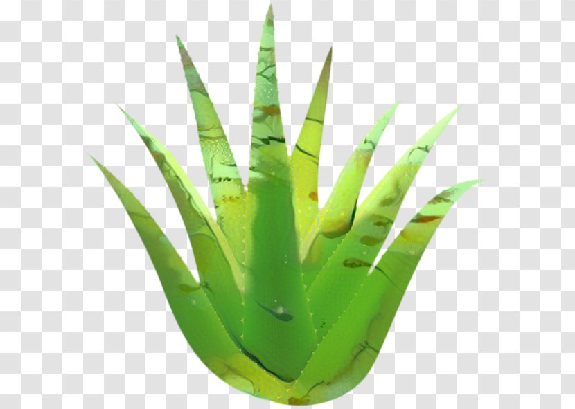 Aloe Vera Leaf - Plant - Perennial Succulent Transparent PNG