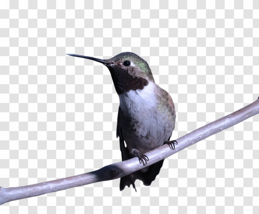 Hummingbird - Rubythroated Rufous Transparent PNG