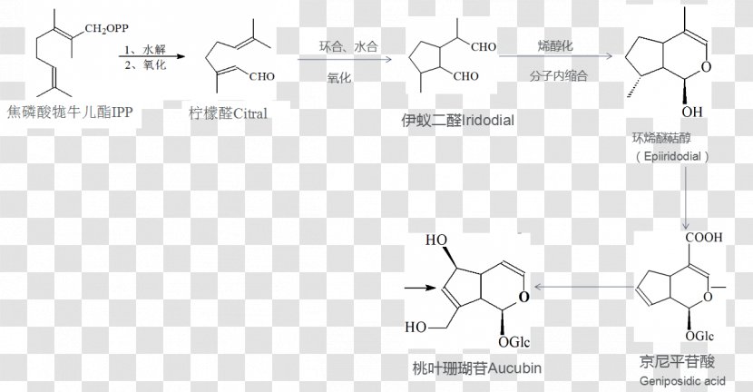 Terpene Iridoid Glycoside Biosynthesis Enol Ether - Frame - Anabolik Transparent PNG